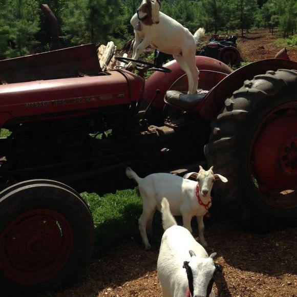 Meet your Posher, Mary - Picture 1 of 1